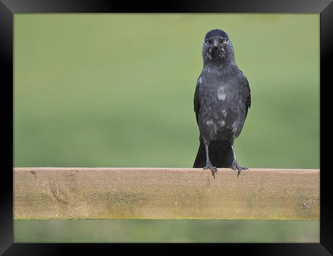 Jackdaw standing on fence Framed Print by mark humpage