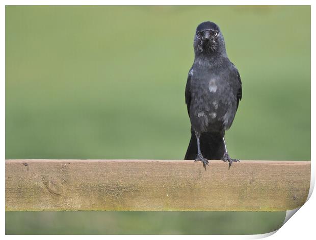 Jackdaw standing on fence Print by mark humpage