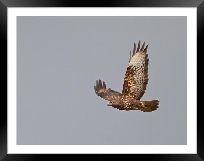Buzzard flying Framed Mounted Print by mark humpage