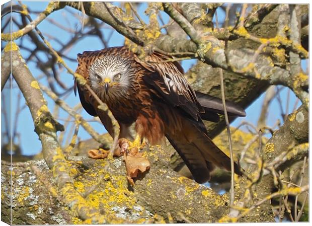 Red Kite close up feeding Canvas Print by mark humpage