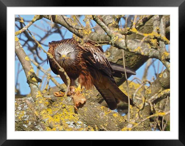 Red Kite close up feeding Framed Mounted Print by mark humpage