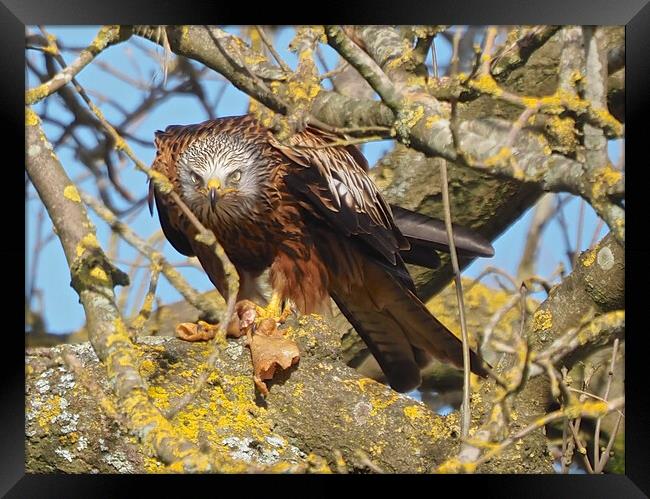 Red Kite close up feeding Framed Print by mark humpage