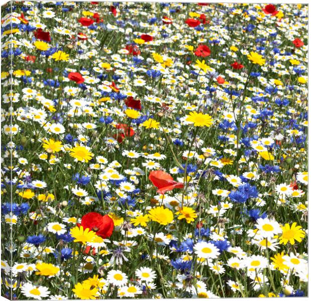 wildflower meadow Canvas Print by Kevin Britland