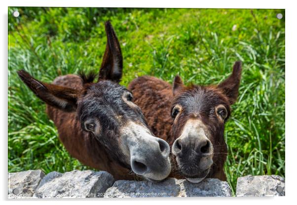 curious donkeys Acrylic by MallorcaScape Images