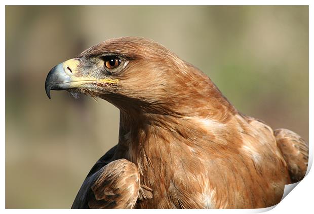 Tawny Eagle Print by Julie Hoddinott