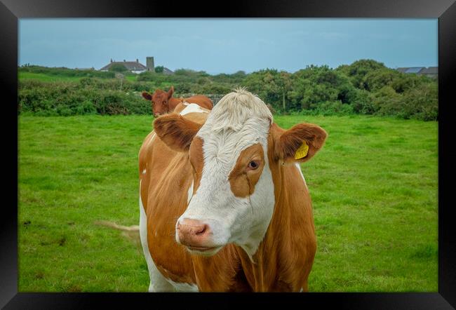 Brown and white cow, Cornish country side, Cornwal Framed Print by Rika Hodgson