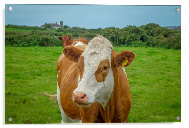 Brown and white cow, Cornish country side, Cornwal Acrylic by Rika Hodgson