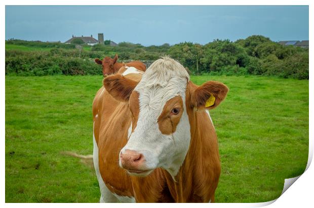 Brown and white cow, Cornish country side, Cornwal Print by Rika Hodgson