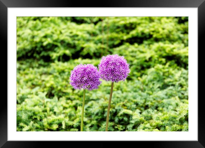 Spring purple flowers with bright green background  Framed Mounted Print by Thomas Baker