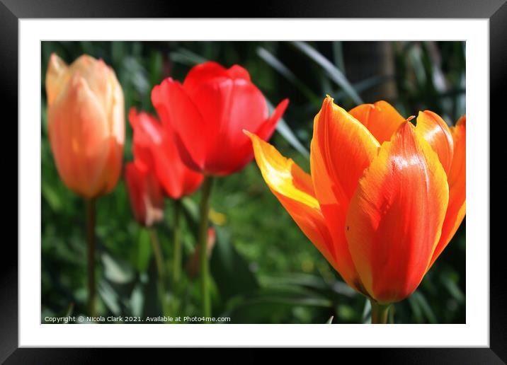 Springs Vibrant Tulip Symphony Framed Mounted Print by Nicola Clark