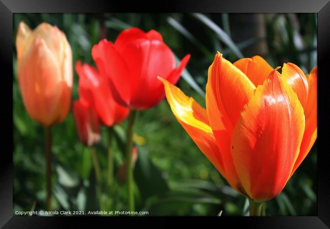 Springs Vibrant Tulip Symphony Framed Print by Nicola Clark