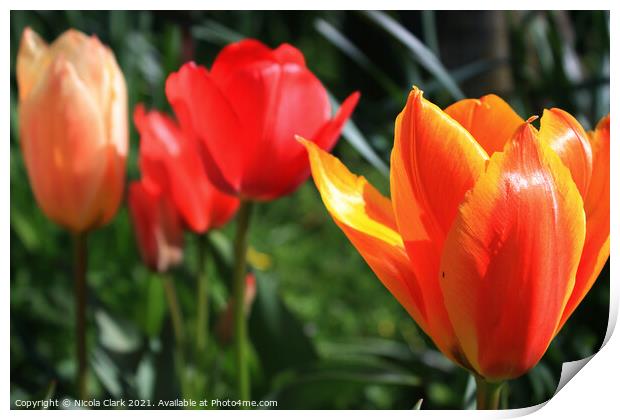 Springs Vibrant Tulip Symphony Print by Nicola Clark