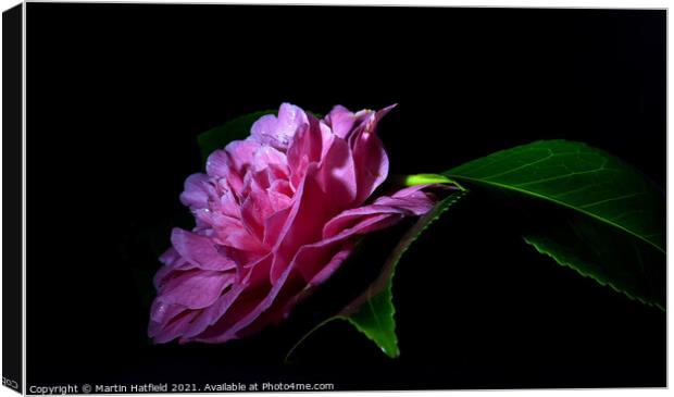 Camellia Canvas Print by Martin Hatfield