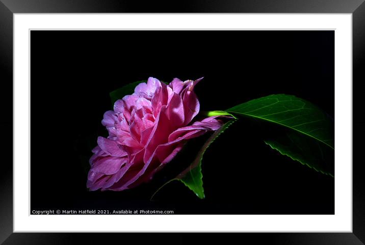 Camellia Framed Mounted Print by Martin Hatfield