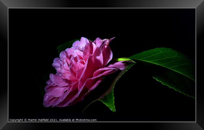 Camellia Framed Print by Martin Hatfield