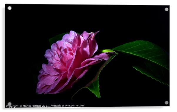 Camellia Acrylic by Martin Hatfield