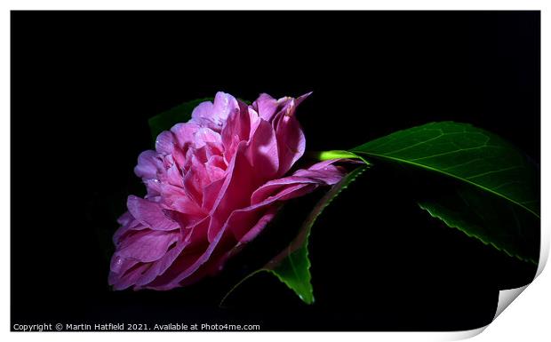Camellia Print by Martin Hatfield