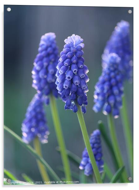 Beautiful Blue Muscari Flowers Acrylic by Imladris 