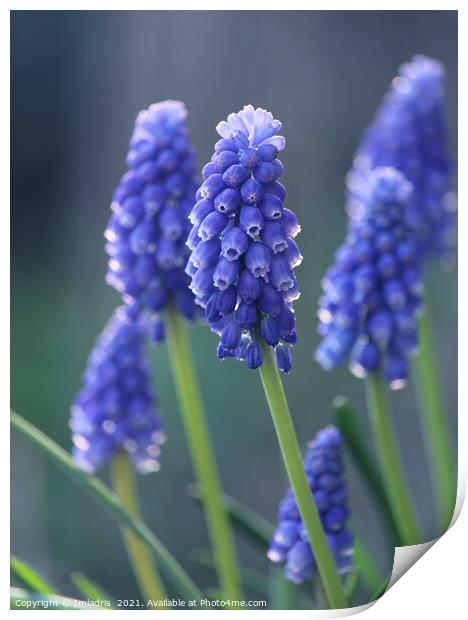Beautiful Blue Muscari Flowers Print by Imladris 