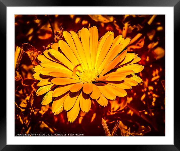 Marigold Framed Mounted Print by Jane Metters