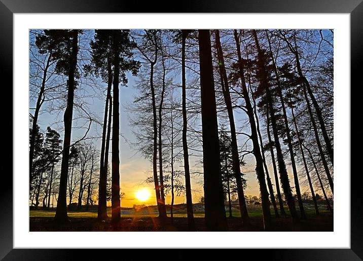 Woodland sunset Framed Mounted Print by mick vardy