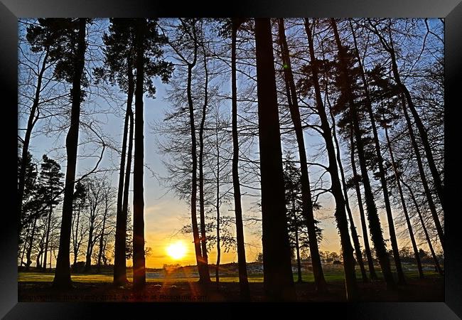 Woodland sunset Framed Print by mick vardy
