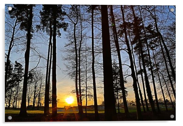 Woodland sunset Acrylic by mick vardy