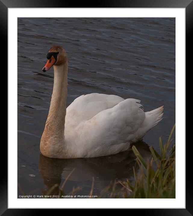The Grubby Swan Framed Mounted Print by Mark Ward
