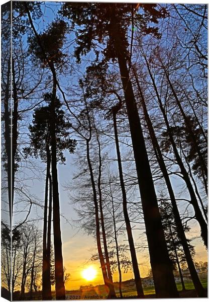 Sunset through the pines Canvas Print by mick vardy