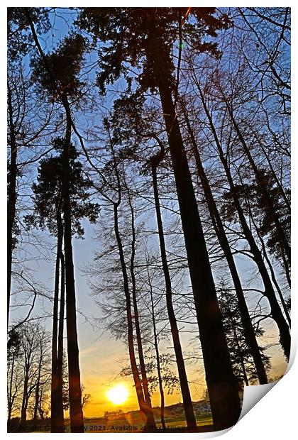 Sunset through the pines Print by mick vardy