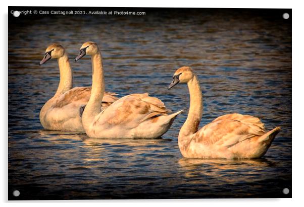 Swan Lake - Triple Gold Acrylic by Cass Castagnoli