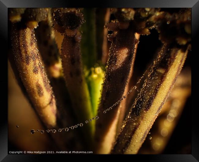 Dewdrops on plant, Closeup Framed Print by Rika Hodgson