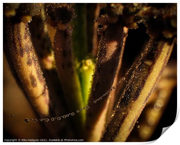 Dewdrops on plant, Closeup Print by Rika Hodgson