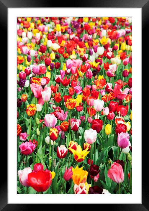 Field of Mixed Colorful Tulips Framed Mounted Print by Neil Overy