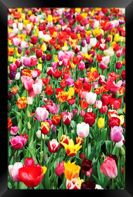 Field of Mixed Colorful Tulips Framed Print by Neil Overy