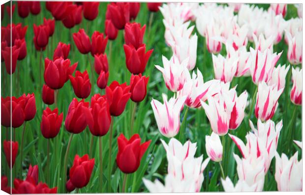 Red and White Tulip Flowers Canvas Print by Neil Overy