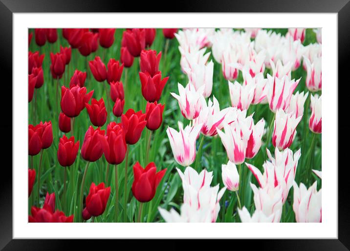 Red and White Tulip Flowers Framed Mounted Print by Neil Overy