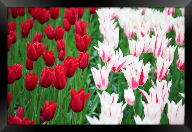 Red and White Tulip Flowers Framed Print by Neil Overy
