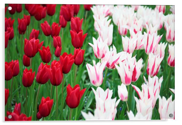 Red and White Tulip Flowers Acrylic by Neil Overy