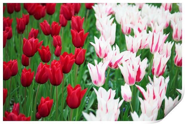 Red and White Tulip Flowers Print by Neil Overy