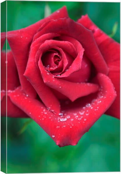 Red Rose with Dew Drops Canvas Print by Neil Overy