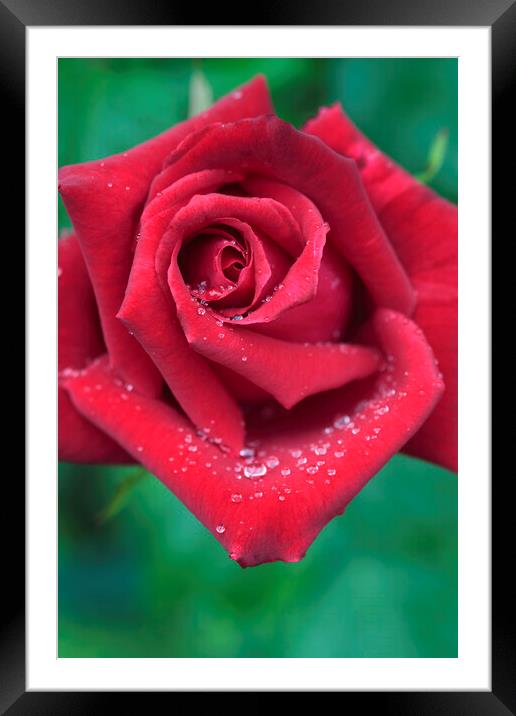 Red Rose with Dew Drops Framed Mounted Print by Neil Overy