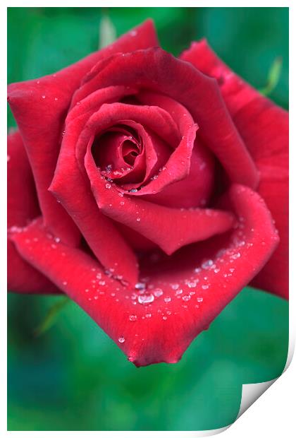 Red Rose with Dew Drops Print by Neil Overy