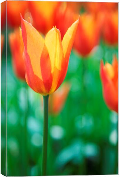 Orange Tulip Flowers Canvas Print by Neil Overy