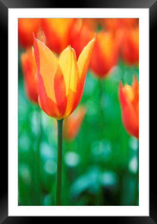 Orange Tulip Flowers Framed Mounted Print by Neil Overy
