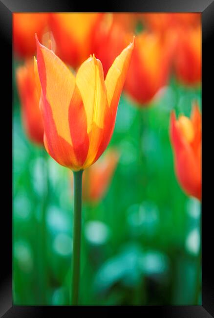 Orange Tulip Flowers Framed Print by Neil Overy
