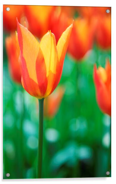Orange Tulip Flowers Acrylic by Neil Overy