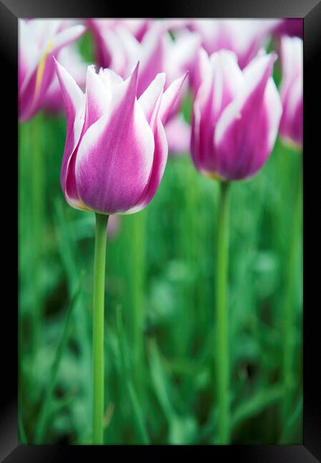 Purple and White Tulip Flowers Framed Print by Neil Overy