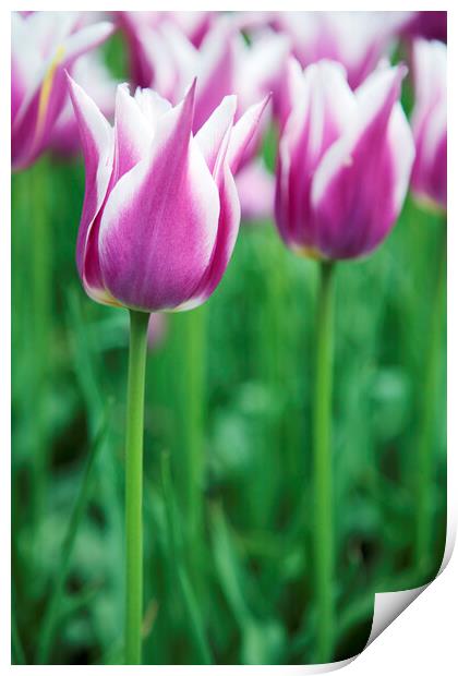 Purple and White Tulip Flowers Print by Neil Overy