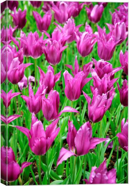Field of Purple Tulip Flowers Canvas Print by Neil Overy